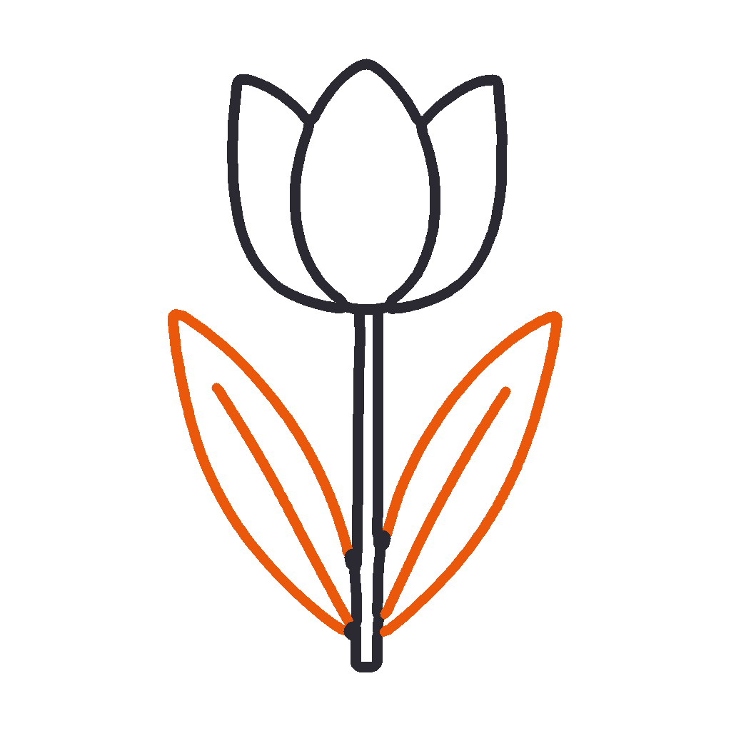 Tulip, step 4